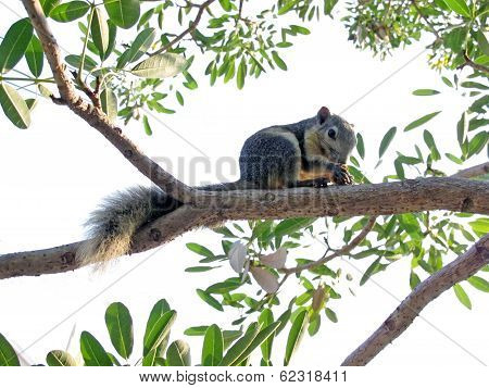 Squirrel