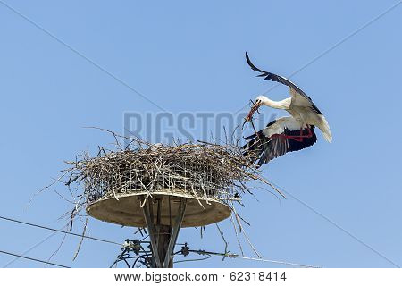 White Storks In The Nest On The Elektrical Pole Blue Sky (ciconia)
