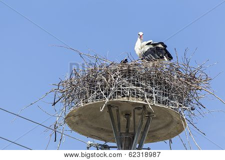 White Stork In The Nest On The Electrical Pole Blue Sky (ciconia)