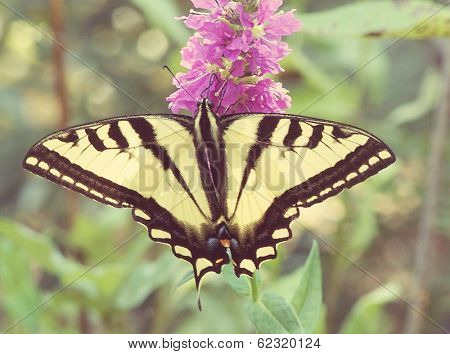 Swallowtail Butterfly feeding on a purple flower 