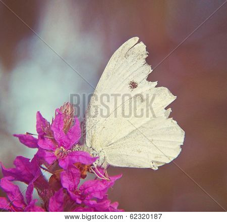 a white butterfly on a purple flower done with a soft instagram like filter