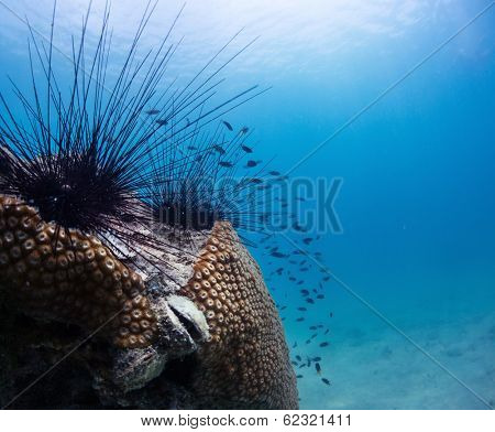 Sea urchins on a coral in tropical sea