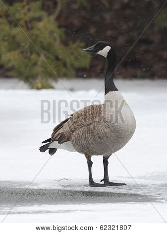 Canada Goose Standing on a Frozen River - Ontario Canada