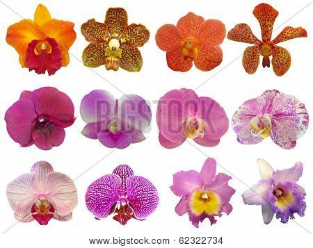 Orchid Collection