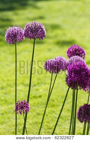 Alium Onion Flower