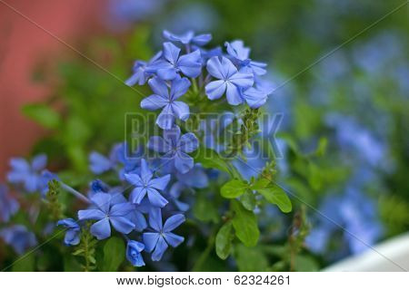Cape Leadwort