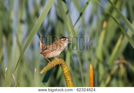 Marsh Wren