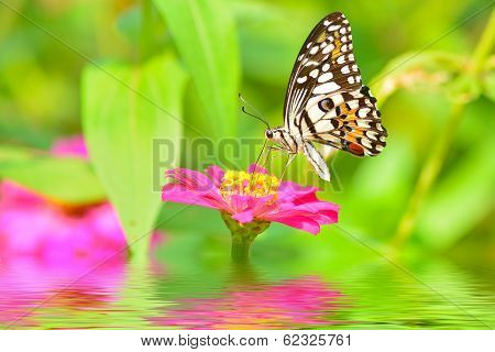 Butterfly On Flower