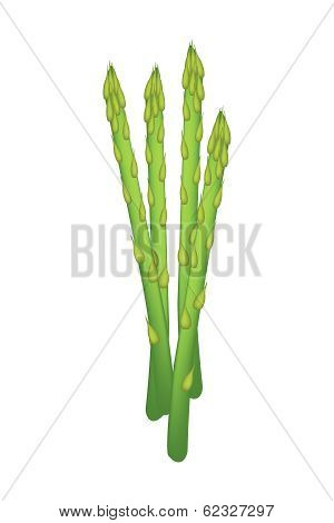 Fresh Green Asparagus On A White Background