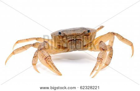 Crab Isolated On White Background