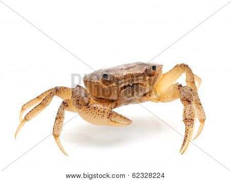 Crab Isolated On White Background