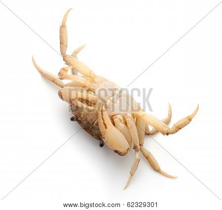 Crab Isolated On White Background