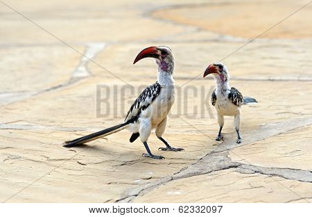 Red-billed Hornbill