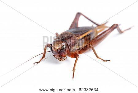 Black Cricket Isolated On White Background