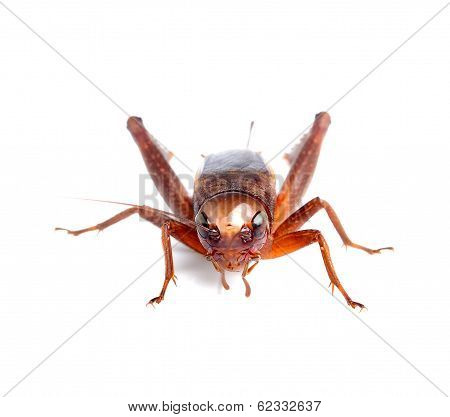 Black Cricket Isolated On White Background