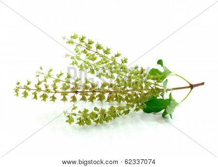 Basil Flower On White Background