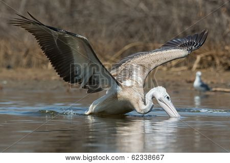 Pink-backed Pelican In Making A Lunge For Fish