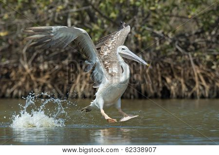 Pink-backed Pelican In The Air Making A Lunge For Fish