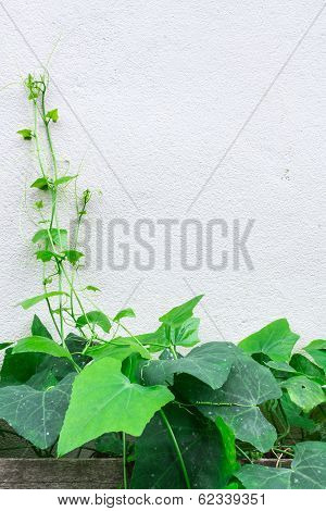 Ivy Gourd Thai Vegetable (coccinia Grandis (l.) Voigt : Science Name)