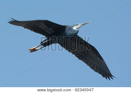 Western Reef Heron (egretta Gularis) In Flight