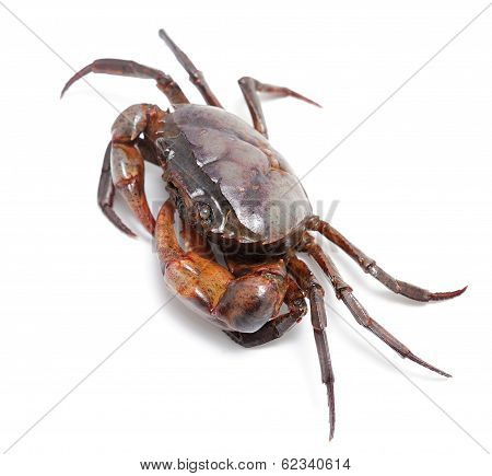 Crab Isolated On White Background