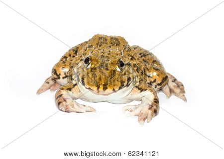Frog On A White Background