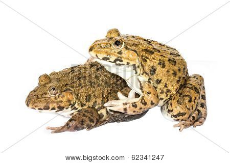 Frog On A White Background