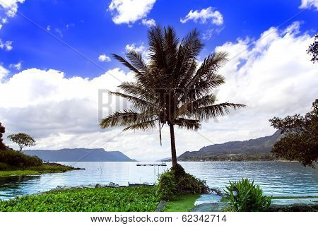 Palm Tree And Lake.