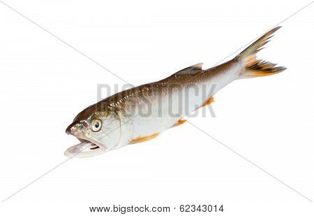 Freshwater White Background