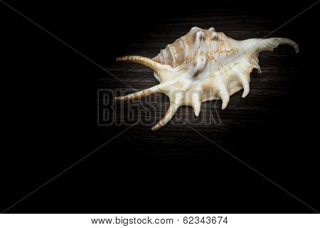 Seashell