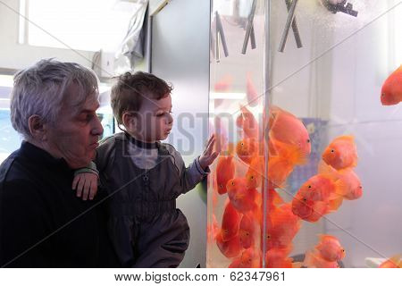Grandfather With Grandson Looking At Fishes