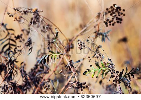 Wild flowers in the autumn dawn