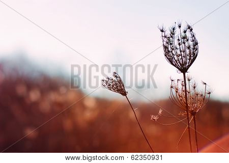 Plant of the field in a meadow in the morning