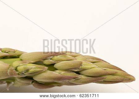 Single Asparagus Tip Isolated On White Backgound