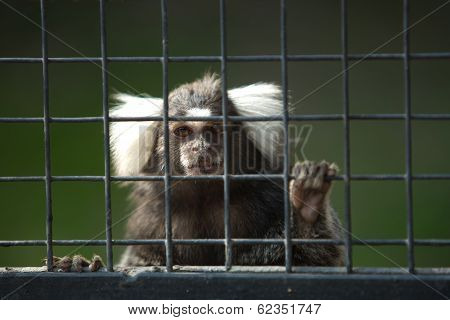 Marmoset