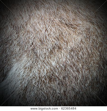 Protemnodom Rufogrisea Fur