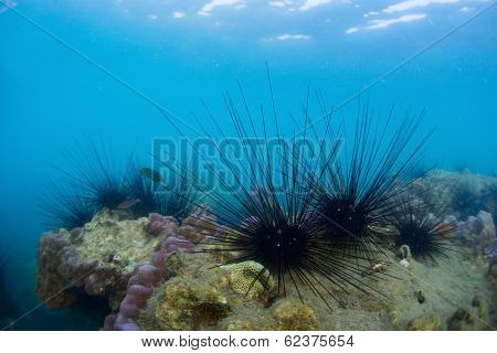 Underwater shot of sea urchins on a coral reef in tropical sea