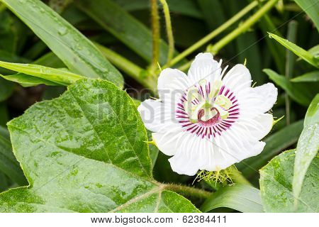 Purple Passion Flower