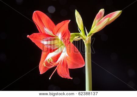 Red Amarilis Flower
