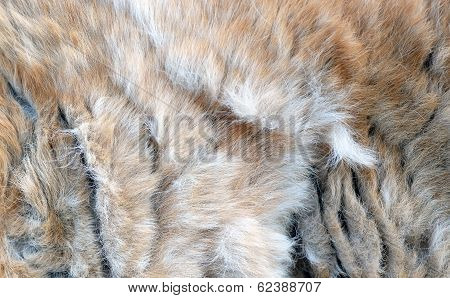 Abstract Background. Coat Dogs During Seasonal Spring Molting.