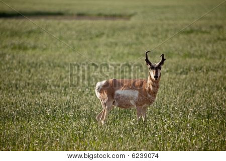 Pronghorn antilope