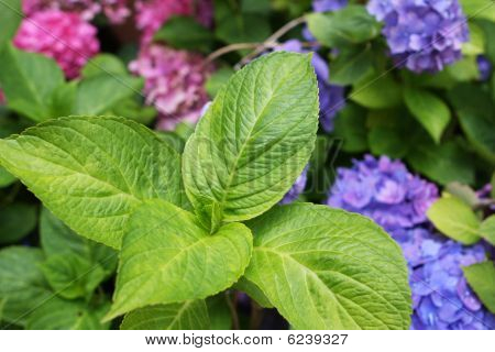 Hojas de flor de Hortensia