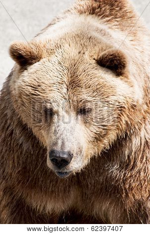 Big Brown Bear