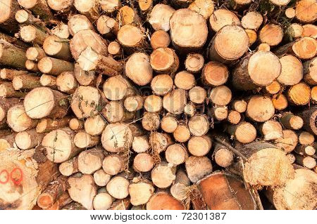 Pile Of Wood In A Forest
