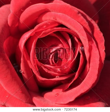 Rode Rose