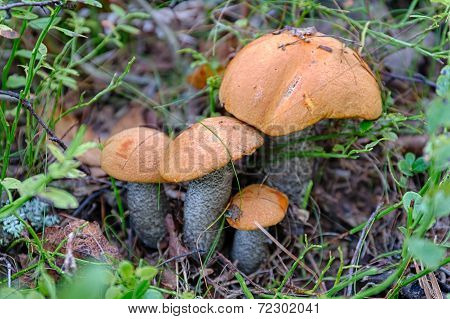 Orange-cap Boletus Family