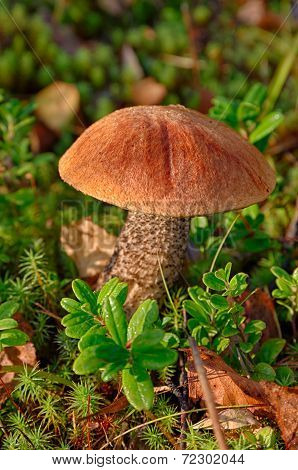 Orange-cap Boletus Growing In The Forest