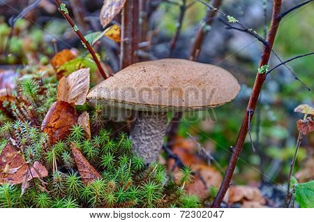 Big Orange-cap Boletus