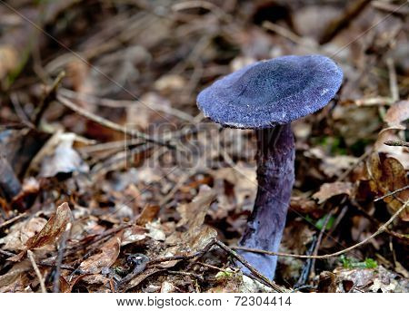 Purple Mushroom