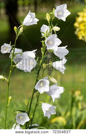 Campanula or canterbury bells flowers in garden